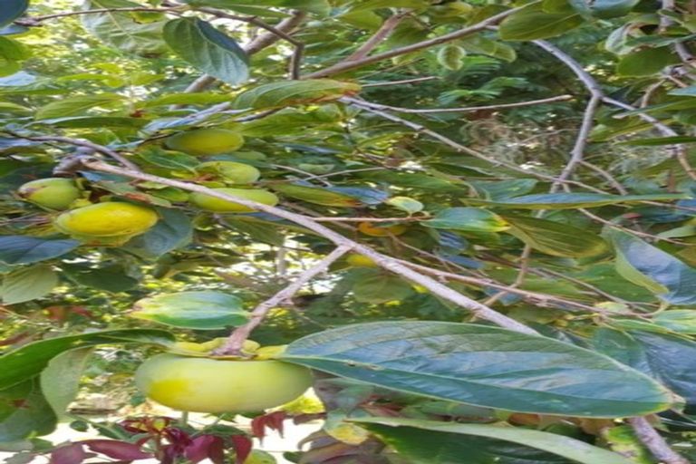 Photo of property in 44 Anderson Road, Taradale, Napier, 4112