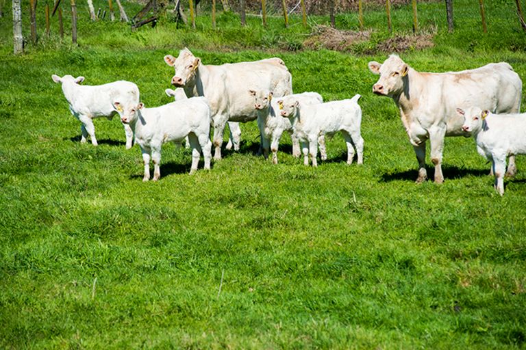 Photo of property in 622 Lavenham Road, Waituhi, Gisborne, 4072