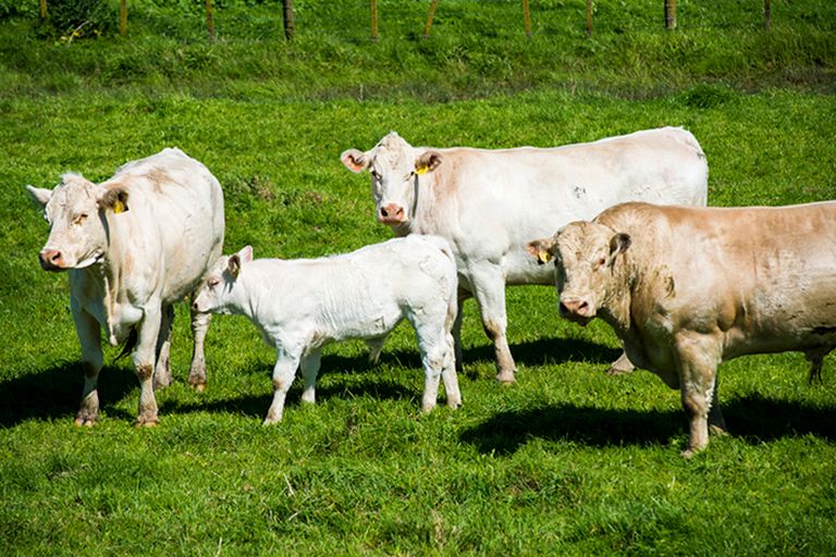 Photo of property in 622 Lavenham Road, Waituhi, Gisborne, 4072