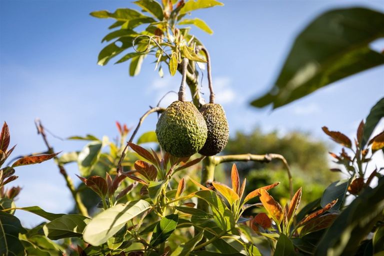 Photo of property in 265 Oropi Road, Oropi, 3173