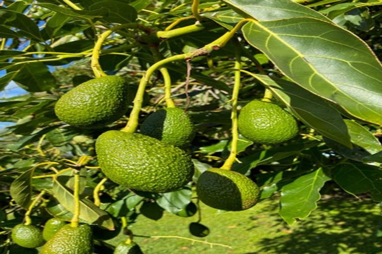 Photo of property in 23 Collins Lane, Te Puke, 3187