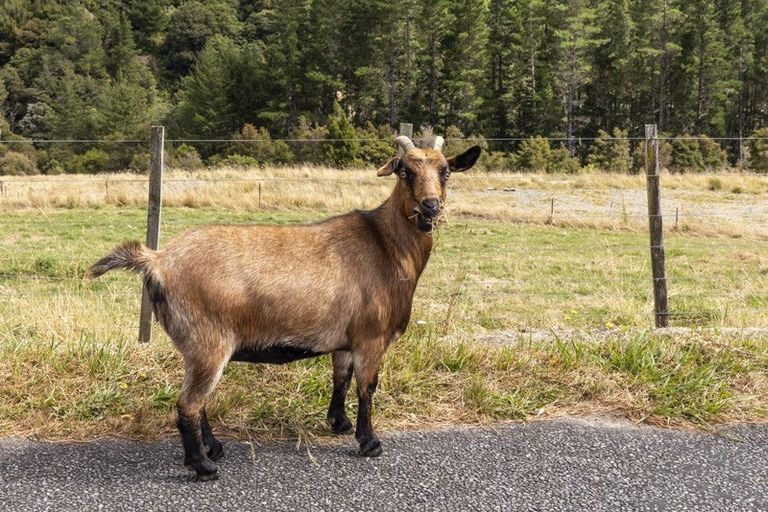 Photo of property in 920 Wakamarina Road, Wakamarina, Havelock, 7178