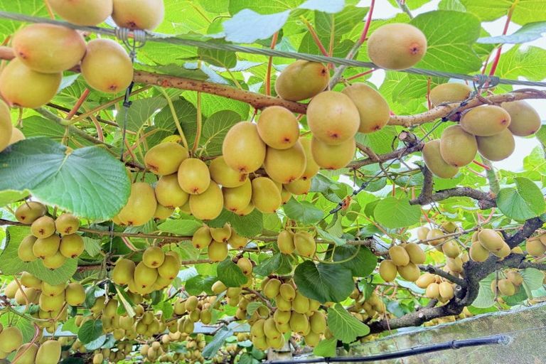 Photo of property in 29 I'anson Road, Minden, 3179