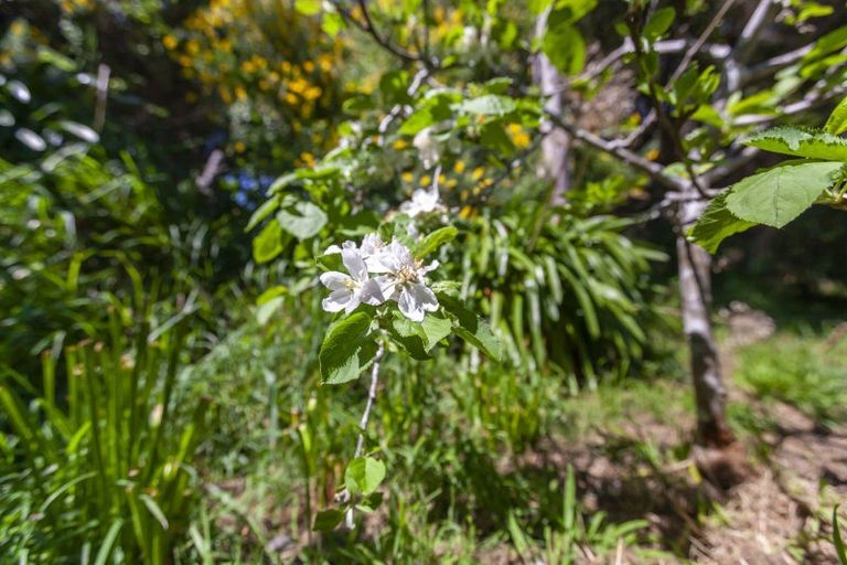 Photo of property in 54 Matai Road, Raumati South, Paraparaumu, 5032