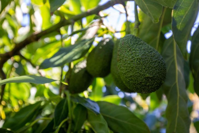 Photo of property in 53a Hillwood Drive, Wakapuaka, Nelson, 7071