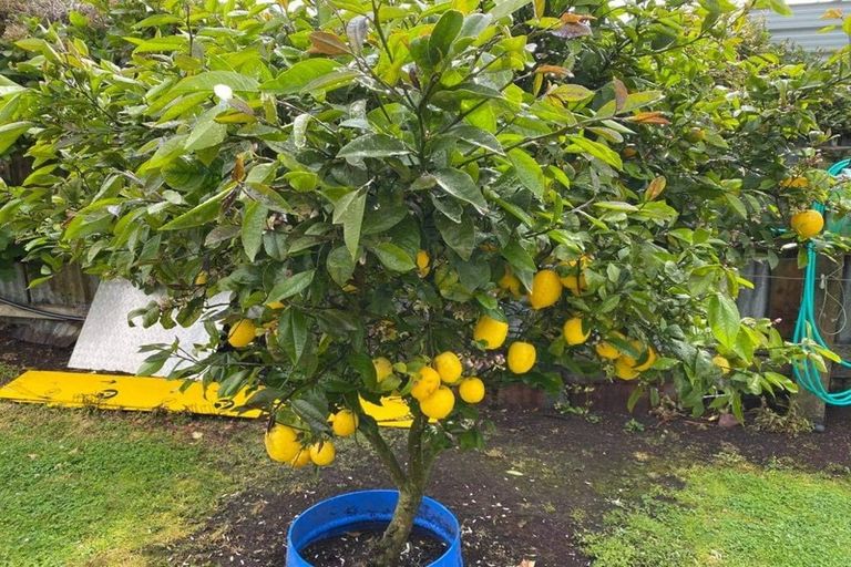 Photo of property in 15 Bedford Street, Eltham, 4322