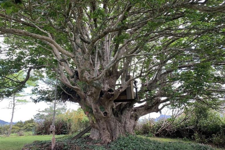 Photo of property in 374 Vinegar Hill Road, Kauri, 0185