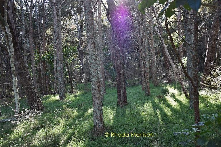 Photo of property in 186 Metcalfe Road, Ranui, Auckland, 0612