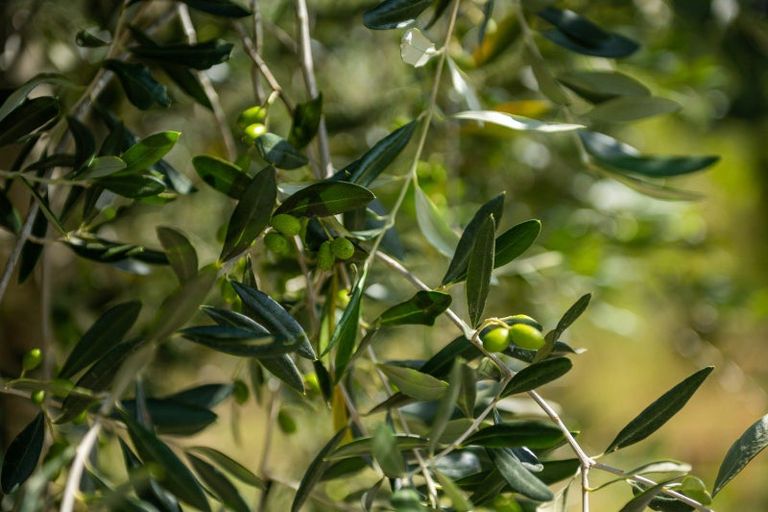 Photo of property in 546 Onamalutu Road, Onamalutu, Blenheim, 7275