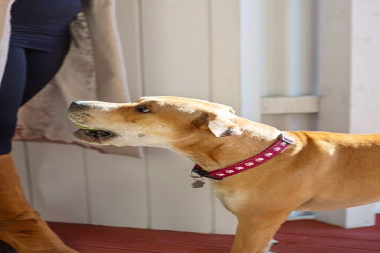 Photo of property in 20a Tiora Place, Upper Riccarton, Christchurch, 8041