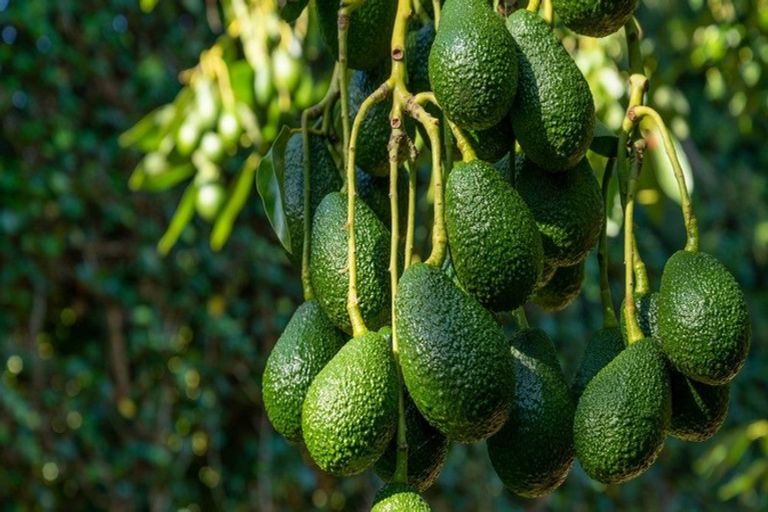 Photo of property in 48 Esdaile Road, Whakamarama, Tauranga, 3180