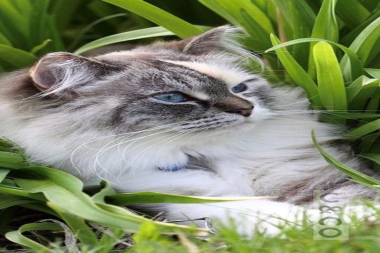 Photo of property in 12 Turpin Road, Riverhead, 0820