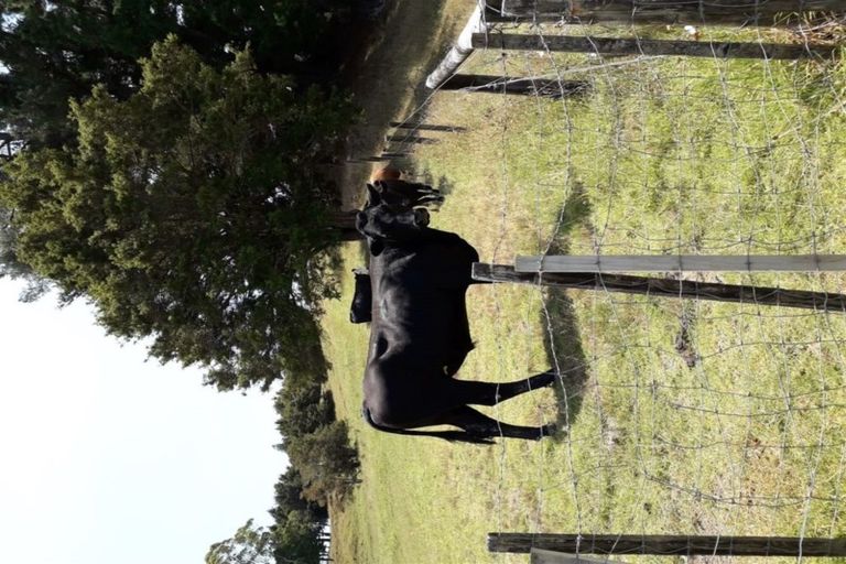 Photo of property in 246 Te Tio Road, Umawera, Okaihau, 0476