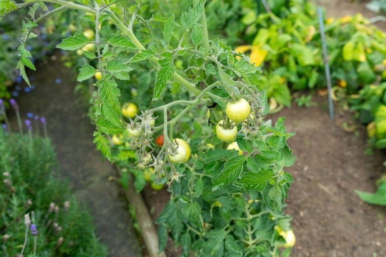 Photo of property in 9 Chester Street, Levin, 5510