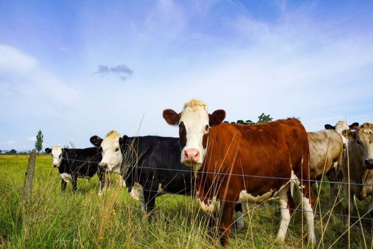 Photo of property in 45 Arawa Street, Pipiroa, Ngatea, 3597