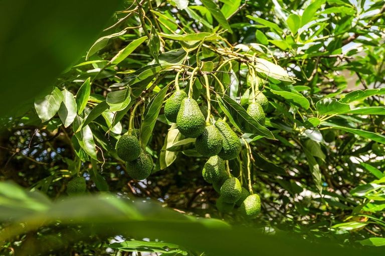 Photo of property in 12 Grey Street, Regent, Whangarei, 0112