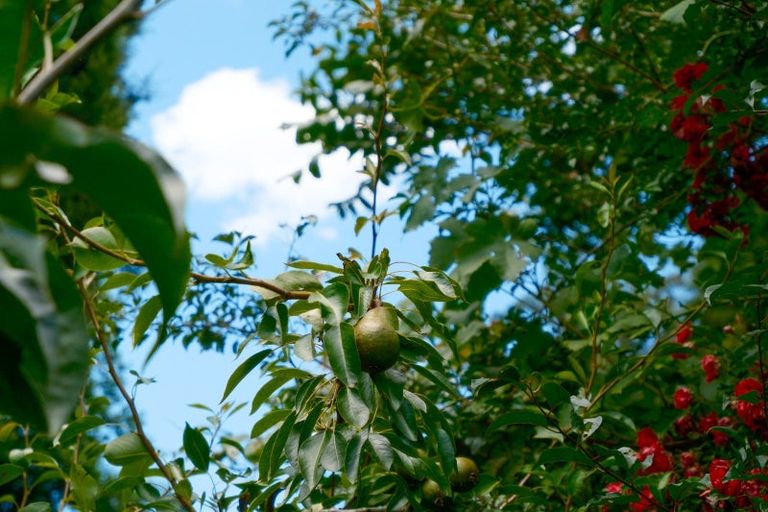 Photo of property in 11 Okoheriki Street, Mamaku, 3020