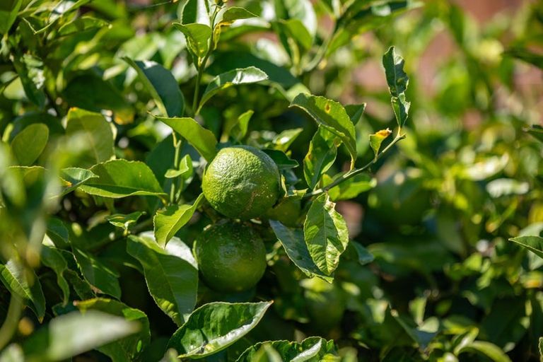 Photo of property in 12 Pharo Place, Ngaruawahia, 3720