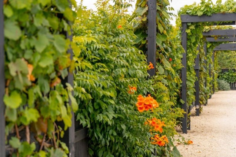 Photo of property in 24 Cologne Street, Martinborough, 5711