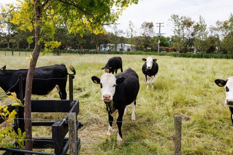 Photo of property in 271 Reid Line East, Aorangi, Feilding, 4775