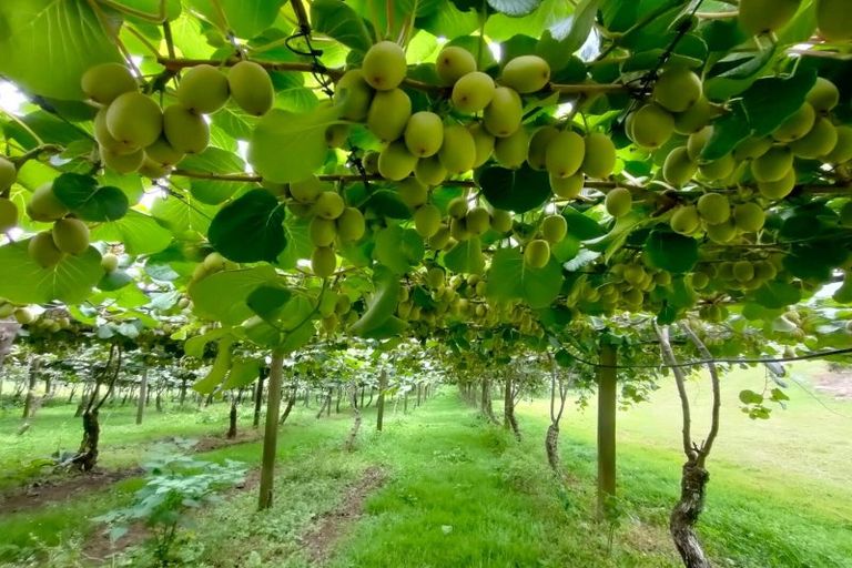 Photo of property in 6 Woodland Road, Johnsonville, Wellington, 6037