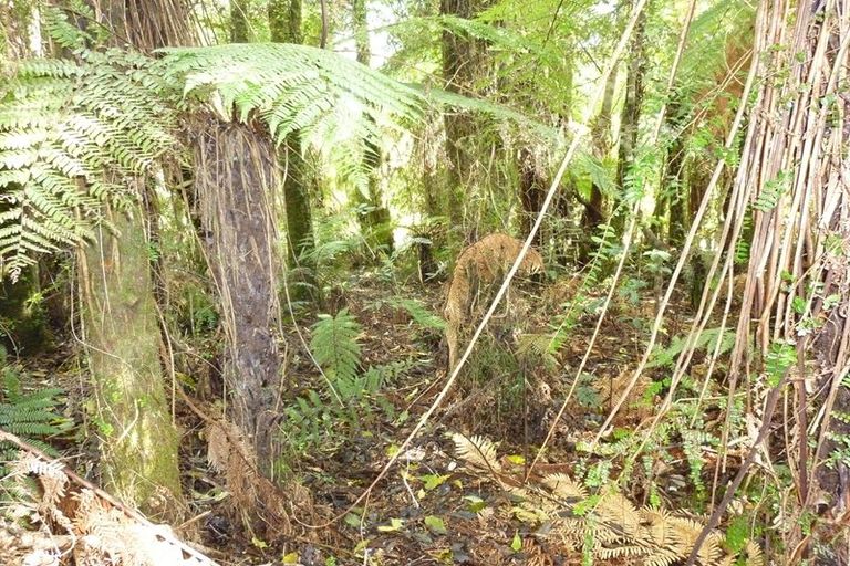 Photo of property in 6 Punga Grove, Lake Kaniere, Kokatahi, 7881