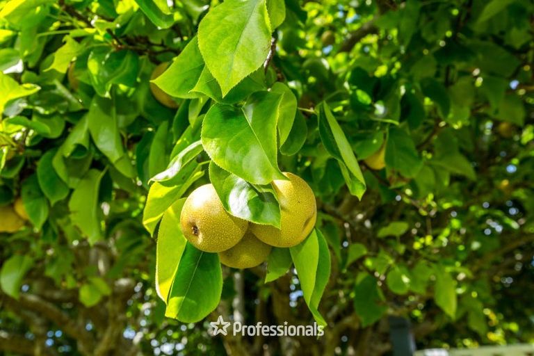 Photo of property in 10 Laredo Grove, Totara Park, Upper Hutt, 5018