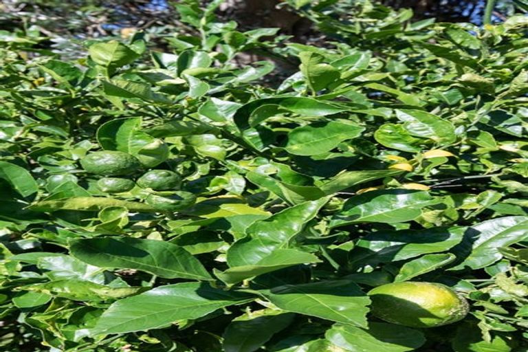 Photo of property in 29 Croft Terrace, Huntly, 3700