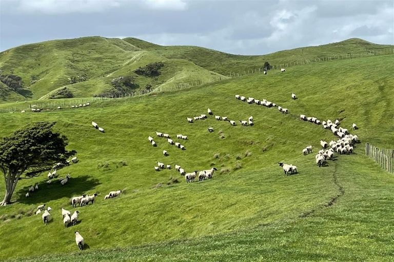 Photo of property in 429 Te Akau South Road, Te Akau, Ngaruawahia, 3793