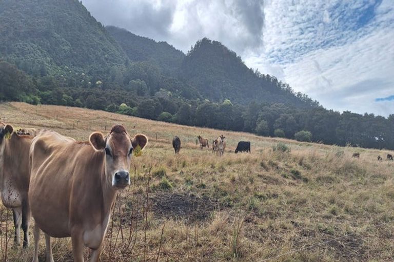 Photo of property in 31 Gilchrist Street, Te Aroha, 3320