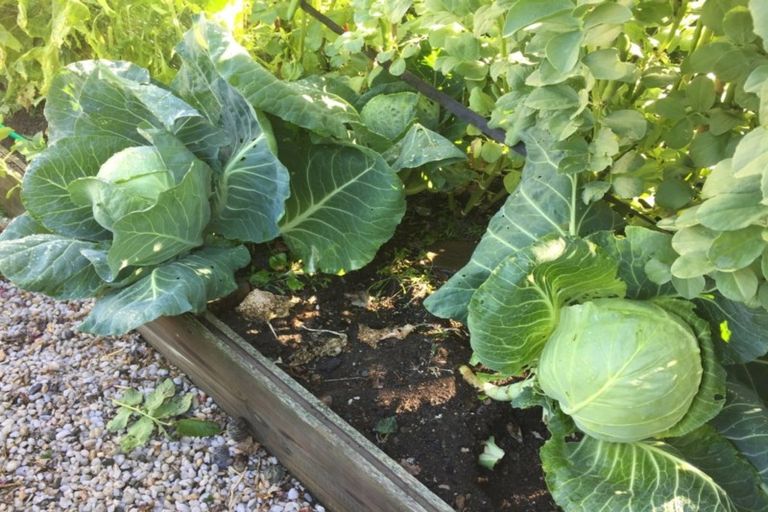 Photo of property in Lombardy Cottage, 162 Shepherds Flat Road, Cambrians, Oturehua, 9386