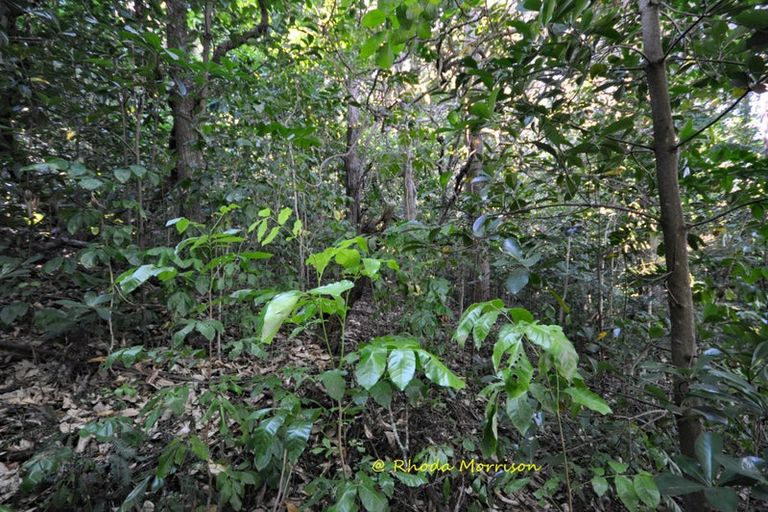 Photo of property in 196 Metcalfe Road, Matakohe, 0593