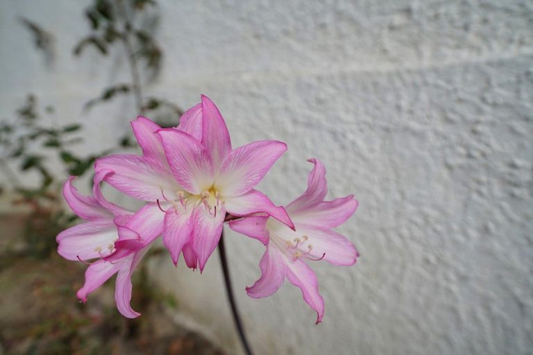 Photo of property in 25 Carnarvon Street, Glengarry, Invercargill, 9810