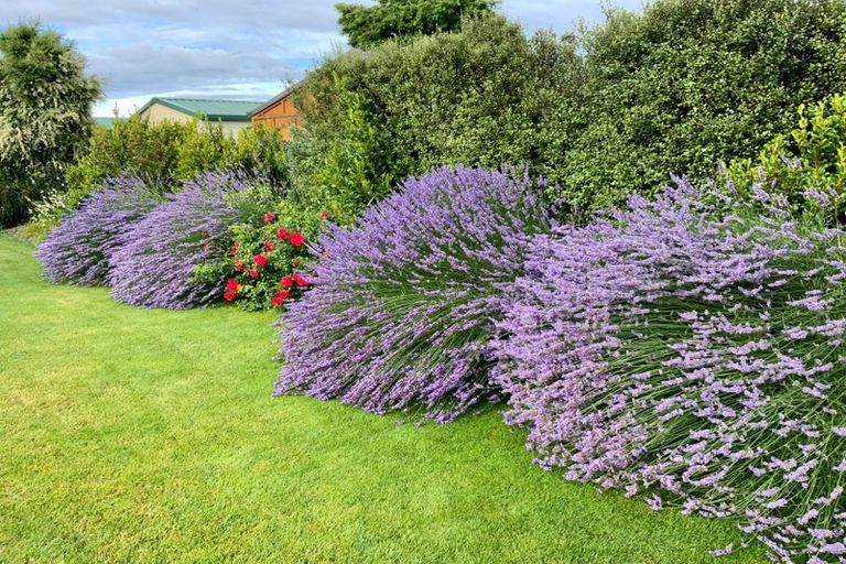 Photo of property in 12 Robertson Court, Cromwell, 9310