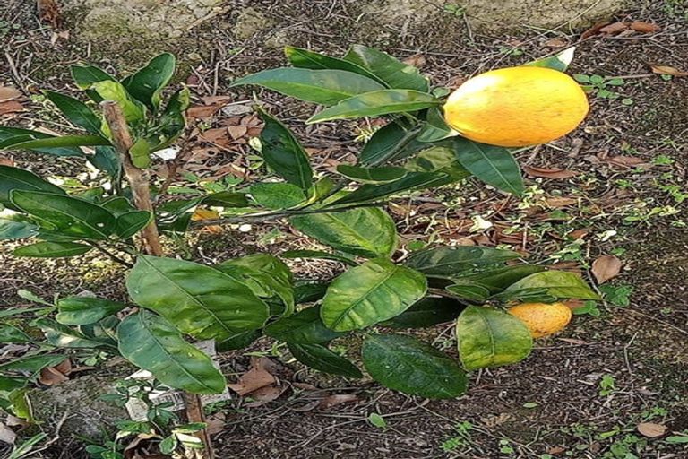 Photo of property in 21 Oaktree Avenue, Browns Bay, Auckland, 0630