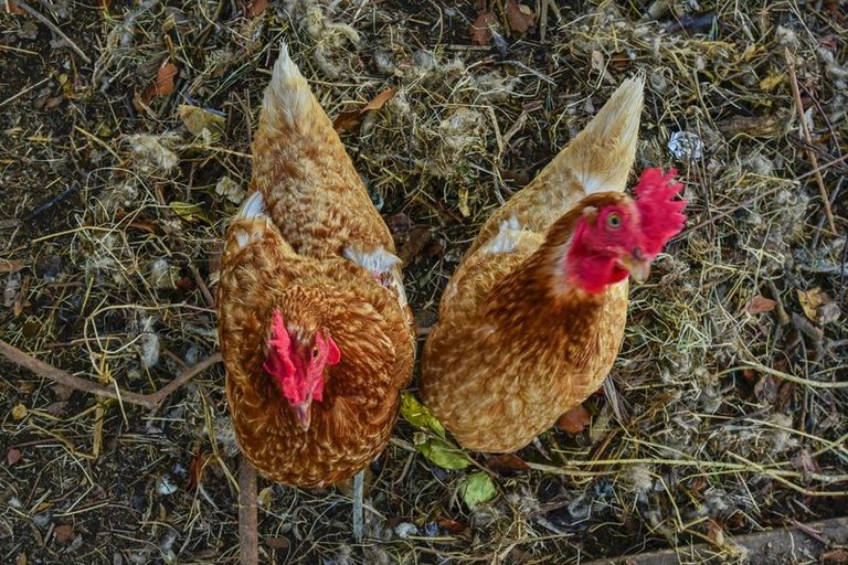 Photo of property in 258 Duck Road, Rotokauri, Hamilton, 3289