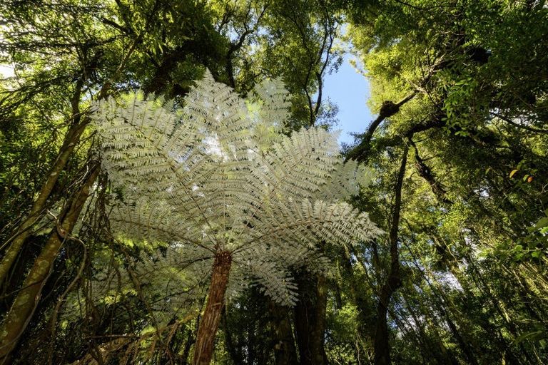 Photo of property in 1669 Pyes Pa Road, Oropi, Tauranga, 3173