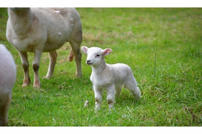 Photo of property in 80 Tunnel Road, Puhoi, Warkworth, 0994