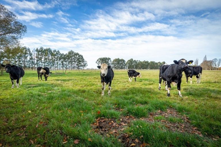 Photo of property in 46 Templer Street, Geraldine, 7992