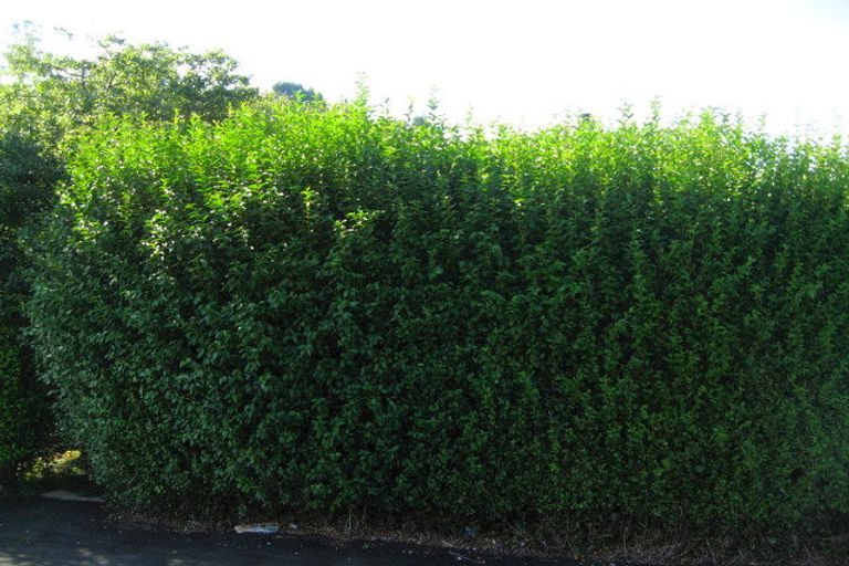 Photo of property in 20 Selwyn Street, North East Valley, Dunedin, 9010