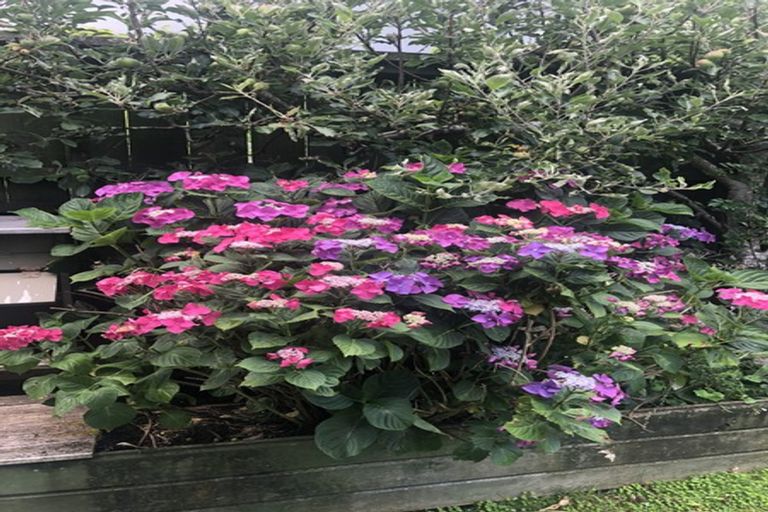 Photo of property in 317 River Road, Claudelands, Hamilton, 3214