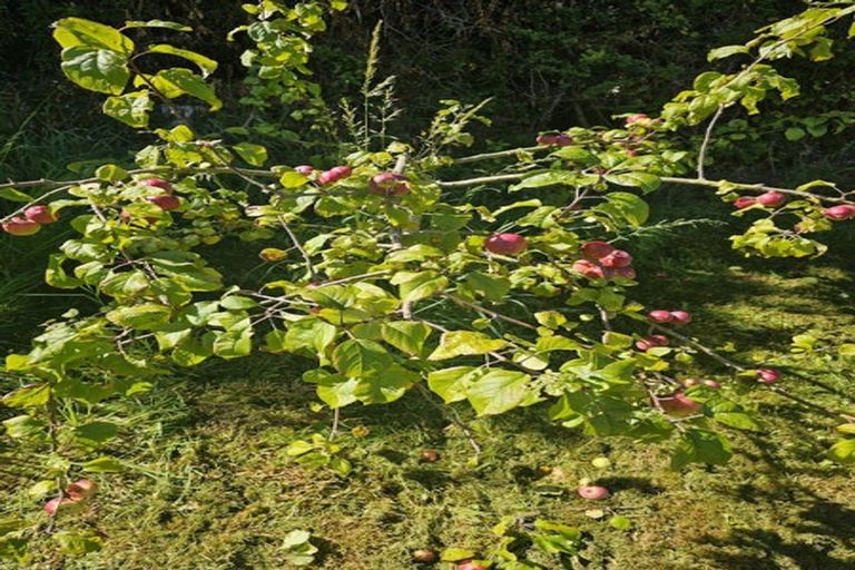 Photo of property in 47 Prospect Bank, Wakari, Dunedin, 9010