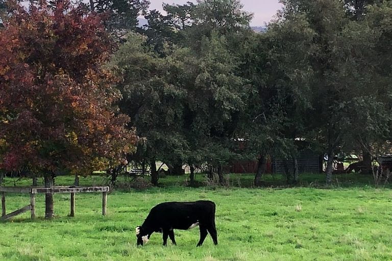 Photo of property in 110a Ruebe Road, Buckland, Pukekohe, 2677