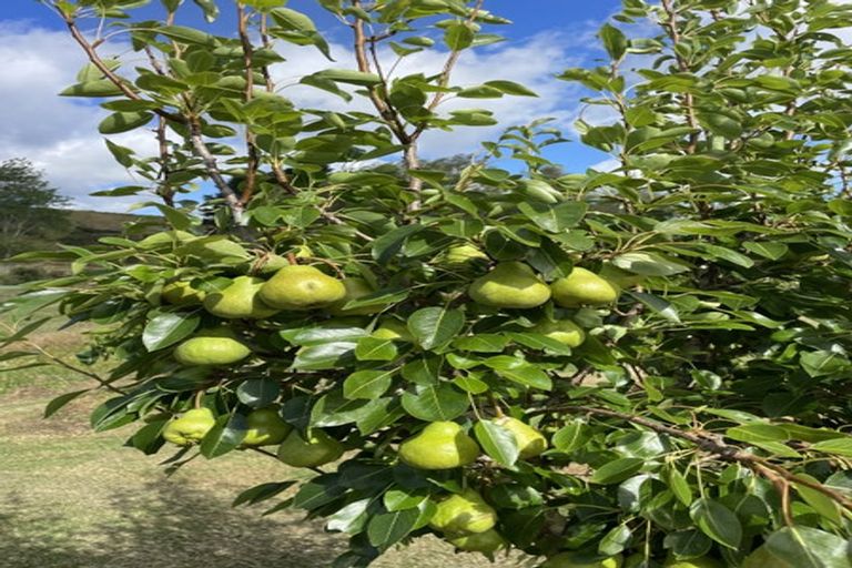 Photo of property in Dunkerron Farm, 852 Oneriri Road, Kaiwaka, 0573