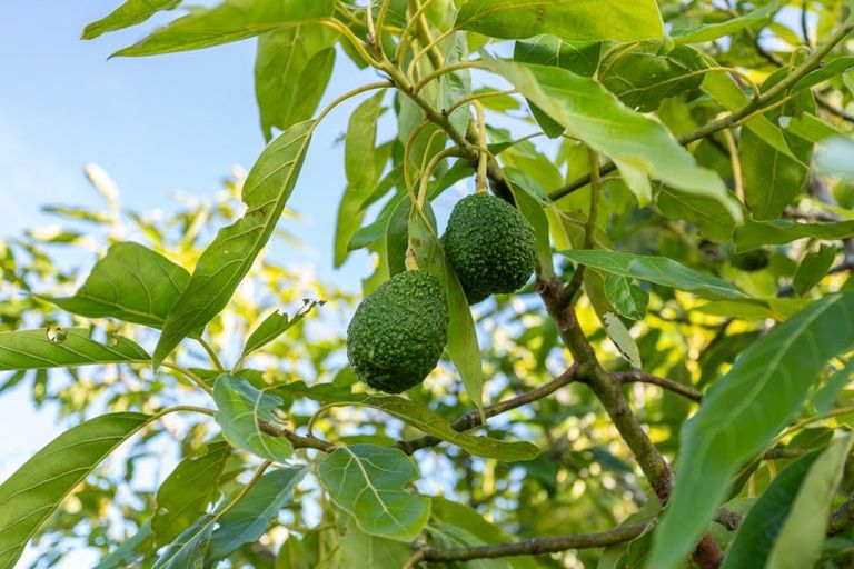 Photo of property in 302 Kamo Road, Te Kamo, Whangarei, 0112