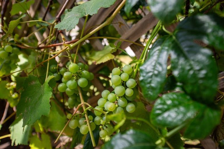 Photo of property in 7 Kiwi Street, Springfield, Rotorua, 3015