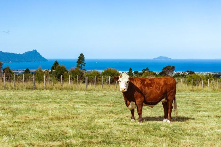 Photo of property in 585 Ormiston Road, Ruakaka, Waipu, 0582