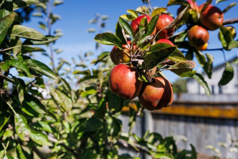 Photo of property in 143 Oxford Street, Ashhurst, 4810