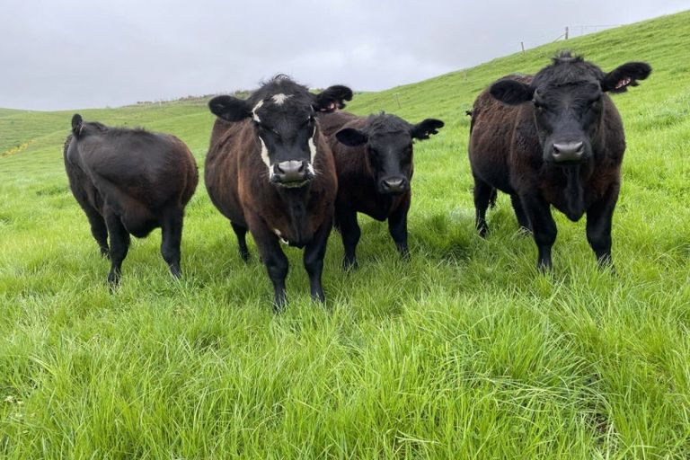 Photo of property in 67 Macraes Road, Waynes, Palmerston, 9483