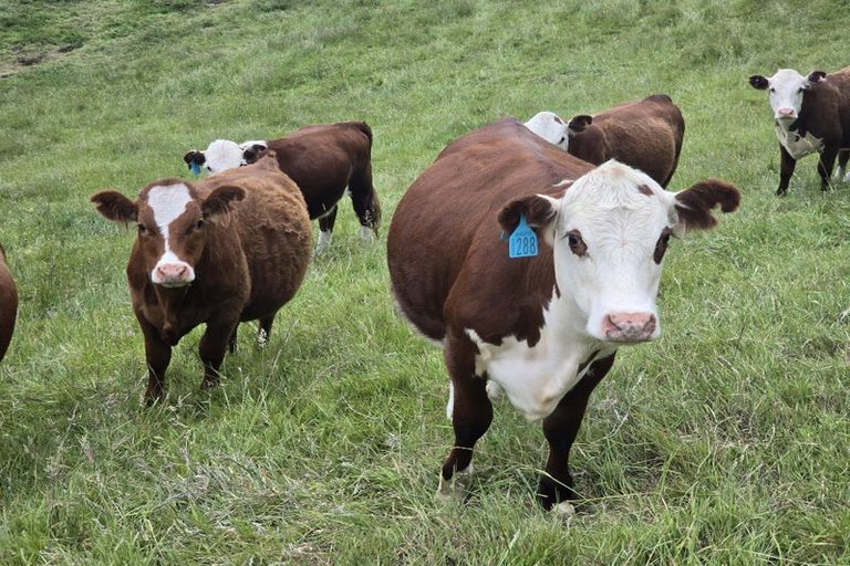 Photo of property in 177b Old Kaimai Road, Lower Kaimai, Tauranga, 3171